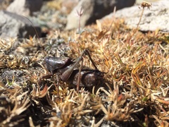 Anabrus simplex