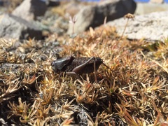 Anabrus simplex