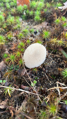 Lycoperdon spadiceum