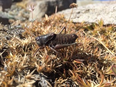 Anabrus simplex