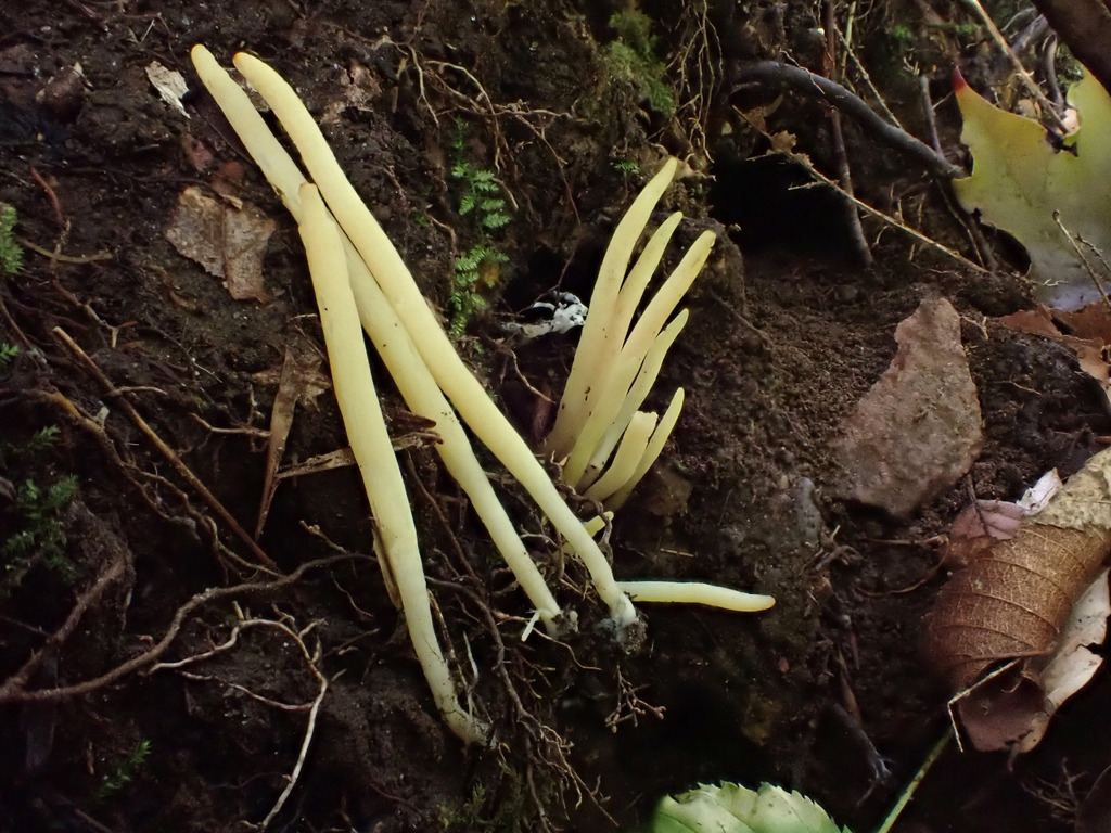 Clavaria amoenoides