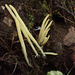 Clavaria amoenoides - Photo (c) jan_thornhill, μερικά δικαιώματα διατηρούνται (CC BY-NC)