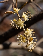 Croton gratissimus gratissimus