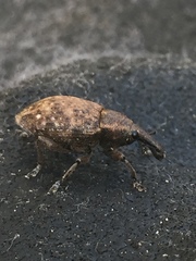 Lepyrus capucinus