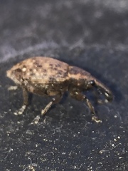 Lepyrus capucinus