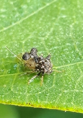 Cyphonia clavigera