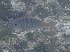 Lethrinus mahsena