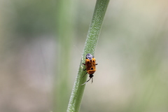 Deraeocoris punctum