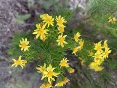 Euryops linifolius