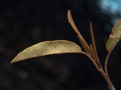 Croton gratissimus gratissimus