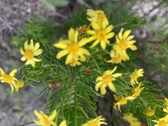 Euryops linifolius