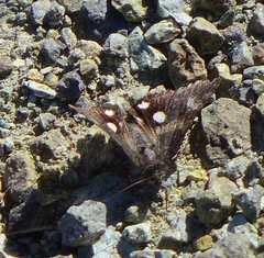 Litocala sexsignata