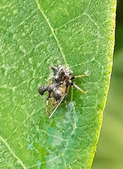 Cyphonia clavigera