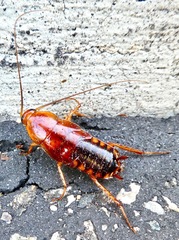 Shelfordella lateralis