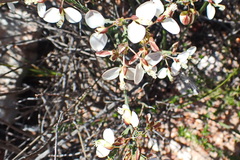 Polygala wittebergensis