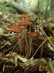 Marasmius cohaerens lachnophyllus