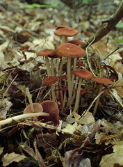 Marasmius cohaerens lachnophyllus