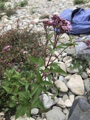 Eupatorium cannabinum