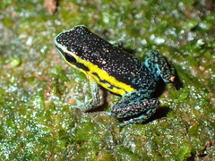 Ameerega pongoensis