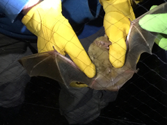 Lasiurus intermedius