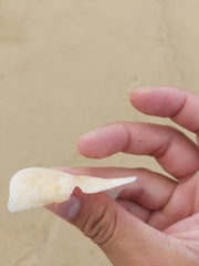 Trisidos tortuosa