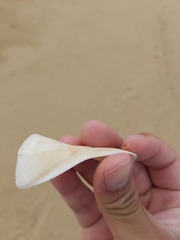 Trisidos tortuosa