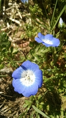 Nemophila menziesii