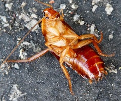 Shelfordella lateralis