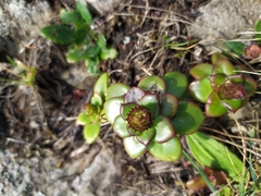 Orostachys maximowiczii