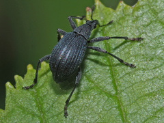 Oxystoma ochropus