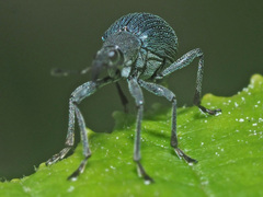 Oxystoma ochropus