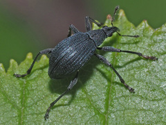 Oxystoma ochropus