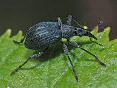Oxystoma ochropus