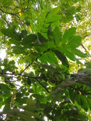 Pterocarya fraxinifolia