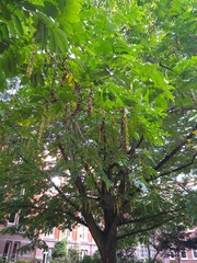 Pterocarya fraxinifolia