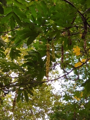 Pterocarya fraxinifolia
