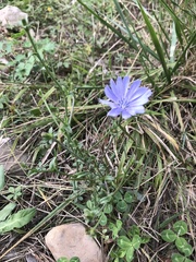 Cichorium intybus