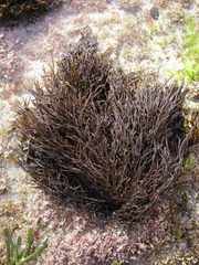 Cladostephus hirsutus