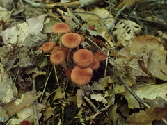 Marasmius cohaerens lachnophyllus