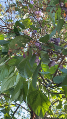 Paulownia tomentosa