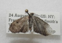 Eupithecia fletcherata