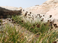 Carex macloviana