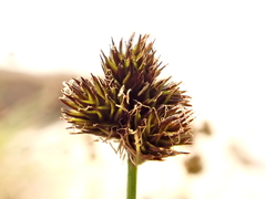 Carex macloviana
