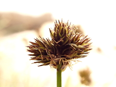 Carex macloviana