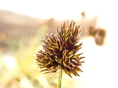 Carex macloviana