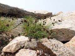 Carex macloviana