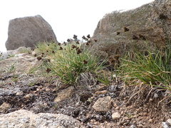Carex macloviana