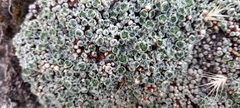 Saxifraga erioblasta