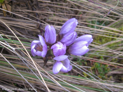 Gentianella foliosa
