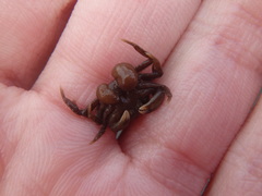 Sacculinidae